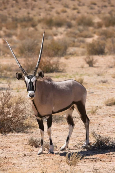 一群刺猬或南非羚羊 Oryx Gazella 在卡拉哈里沙漠的干草上散步和放牧 — 图库照片