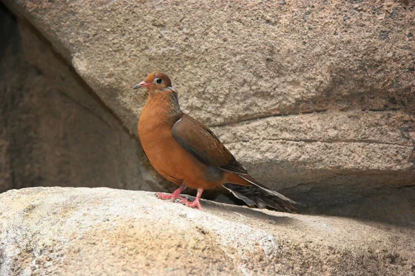 Een Close Shot Van Een Mooie Vogel — Stockfoto