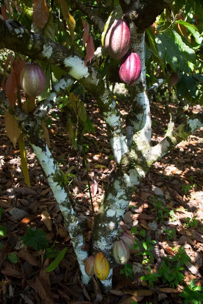cacao beans growing at agricultural plantation