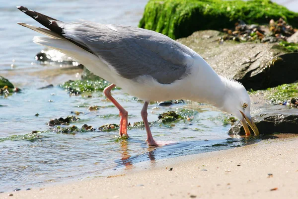 Gabbiano Sulla Spiaggia — Foto Stock