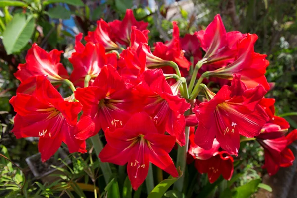 庭の美しい赤い花 — ストック写真