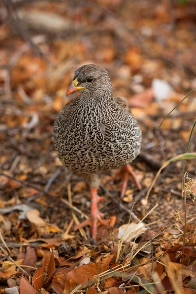 Eine Nahaufnahme Eines Schönen Vogels — Stockfoto