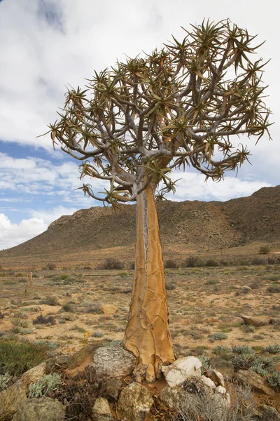 Quiver Trees Kokerboom Forest Aloidendron Dichotomum Typical Desolate Rocky Desert Stock Picture