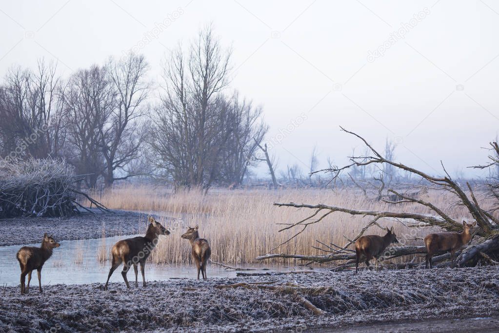 landscape with doe herd of red deer, cervus elaphus