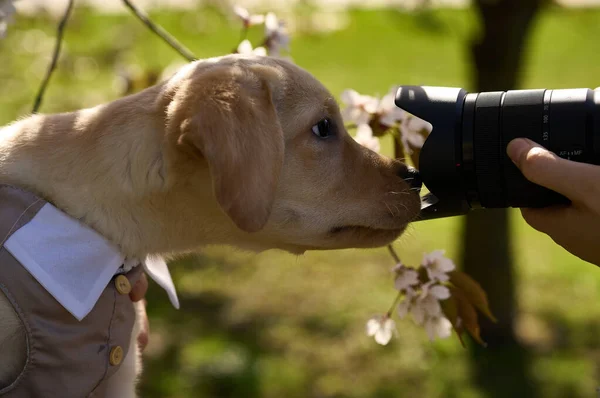 MINSK, BELARUS - AUGUST 30, 2021. Labrador Retriever in suit watching into camera lens with tree flowers in background — стоковое фото