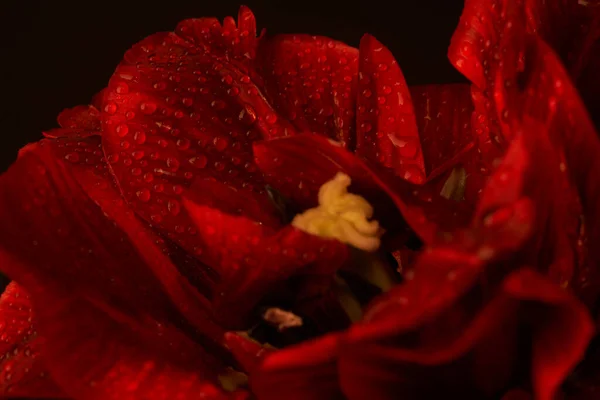 Red tulip with sharply seen drops of rain on leaves — Stockfoto