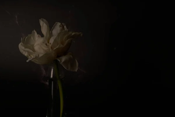 Білий тюльпан в пенісі дивиться скло — стокове фото