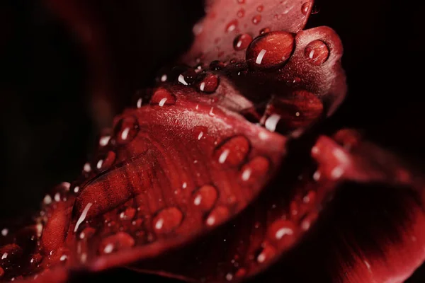 Свинець червоного тюльпана з сильно дезінфікованими краплями води на ньому — стокове фото