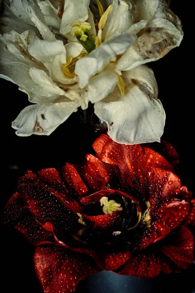 Білі і червоні тюльпани як два ворогуючих протилежності в любові — стокове фото