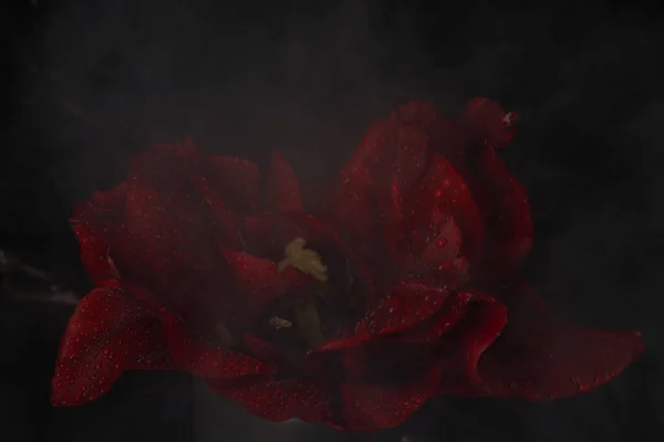 Red tulip covered with smoke on black marble background — Foto de Stock