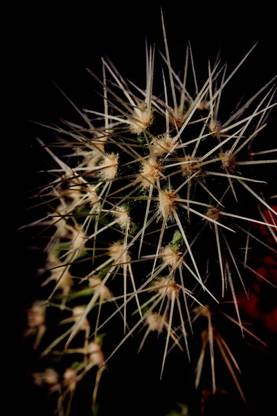 Fechar o cacto com fundo escuro — Fotografia de Stock