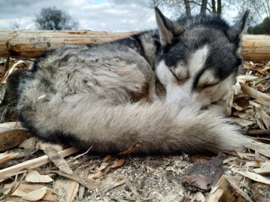 Bakın mavi gözlü kurt köpekleri