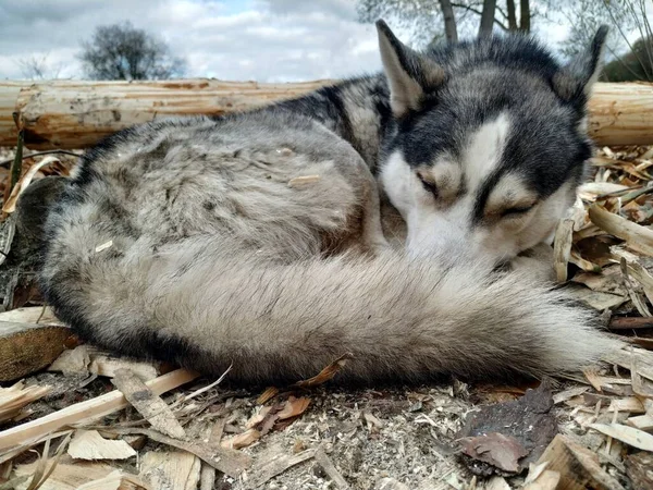 Nézd Kék Szemű Huskies — Stock Fotó