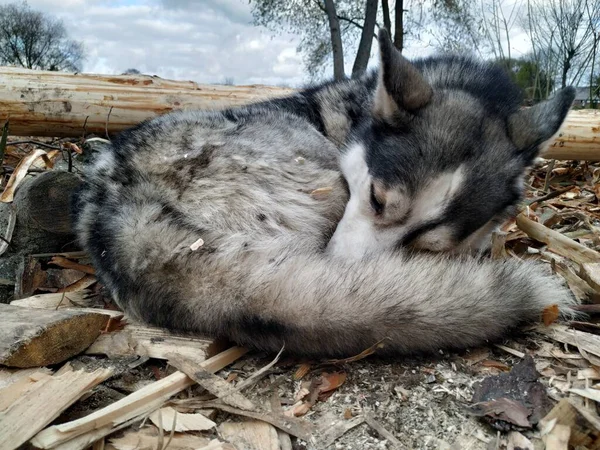 Olhar Huskies Com Olhos Azuis — Fotografia de Stock