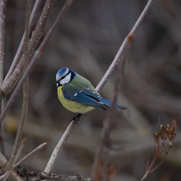 Blue Tit Sits Branch Forest Selective Focus — Stok fotoğraf