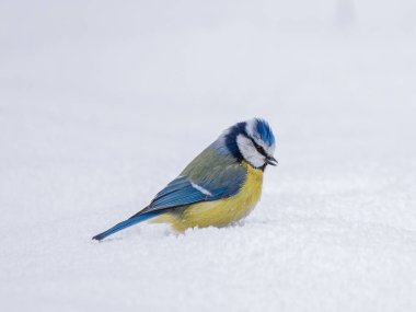 blue tit on snow winter day colorful bird