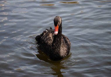 Büyük siyah kıvırcık kuğu göl manzarasında yüzüyor.