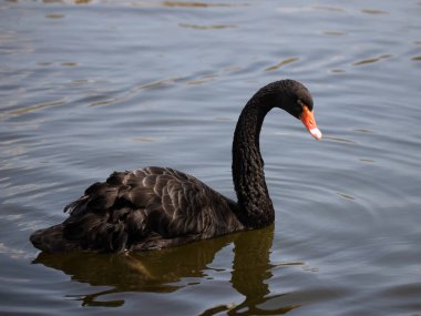 Büyük siyah kıvırcık kuğu göl kıyısında yüzüyor.