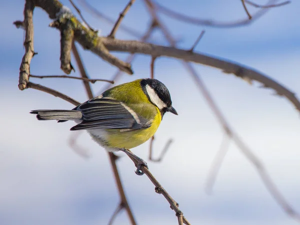 Grande Titmouse Poleiro Árvore Vista Lateral Dia Ensolarado — Fotografia de Stock