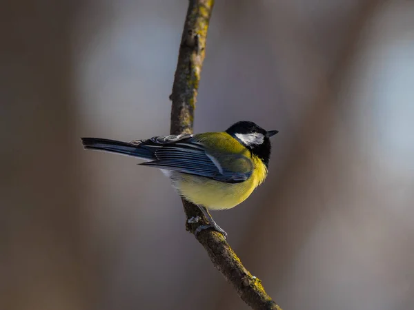 Grande Titmouse Poleiro Árvore Vista Lateral Dia Ensolarado — Fotografia de Stock