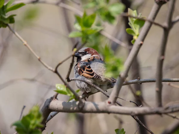 Sparrow Sits Tree Branch Daylight Back View Look Back — Stock Photo, Image