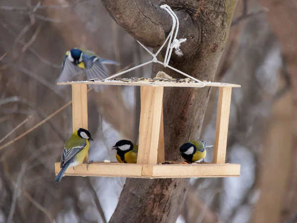 Aves Titmouse Comer Partir Alimentador Titmouse Voa Inverno — Fotografia de Stock