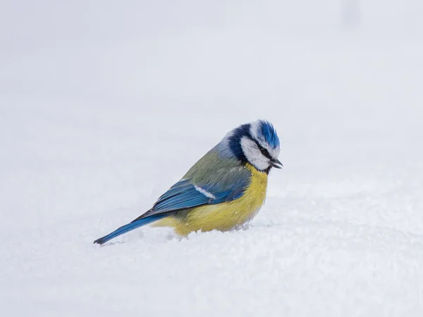 Blue Tit Snow Winter Day Colorful Bird — Stok fotoğraf