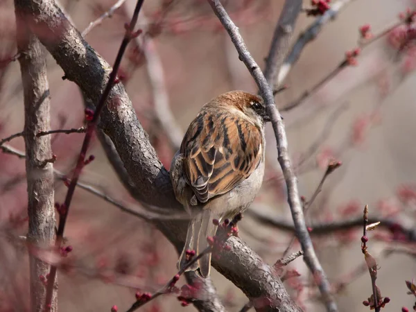 花の木の裏側の枝に雀がいて — ストック写真