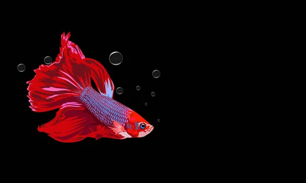 Illustration Vectorielle Poisson Betta Dans Aquarium Comme Image Fond Modèle — Image vectorielle