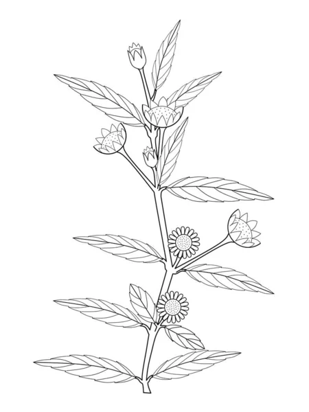 Ένα Σκίτσο Του Φυτού Eclipta Alba Eclipta Prostrata Bhringraj Επίσης — Διανυσματικό Αρχείο