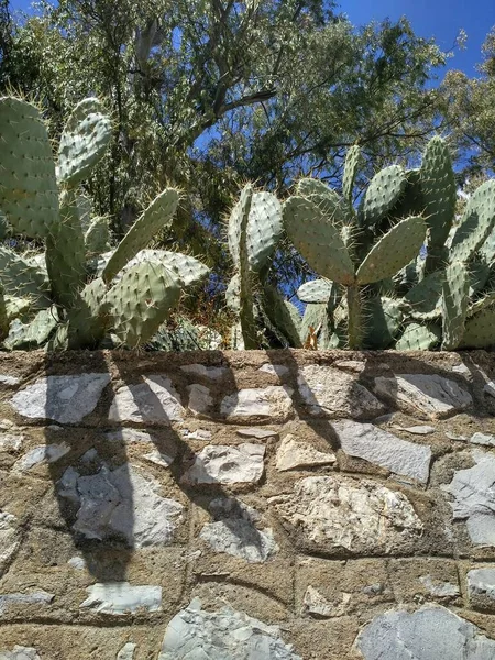 Prachtige Cactussen Marokko — Stockfoto