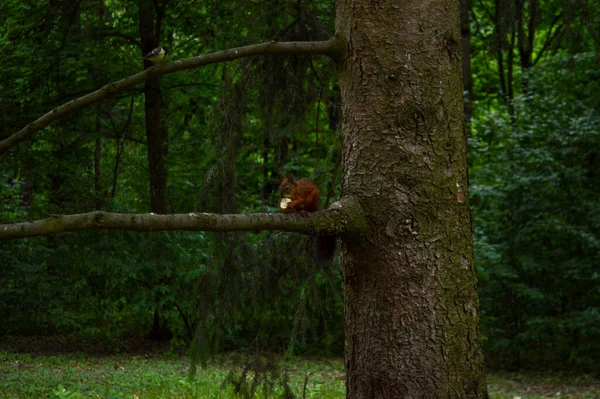 Ardilla Con Una Nuez Árbol — Foto de Stock