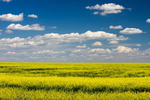 加拿大阿尔伯塔大草原上开满了黄色花朵的卡诺拉田野 — 图库照片