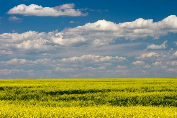 Canola Field Bloom Yellow Flowers Canadian Prairies Alberta Canada — Stock Photo, Image