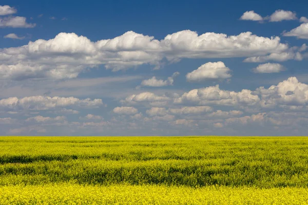 Canola Field Bloom Yellow Flowers Canadian Prairies Alberta Canada — Stock Photo, Image