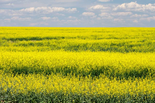 Canola Veld Bloei Met Gele Bloemen Canadese Prairies Alberta Canada — Stockfoto