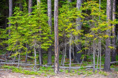 Kanada 'nın Albera kentindeki Cypress Hills İl Parkı' nda bulunan ormanda ağaçlar. Ayrıca Cypress Hills Eyaletler Arası Parkı olarak da bilinir çünkü park Alberta ve Saskatchewan eyaletleri arasında bölünmüştür..