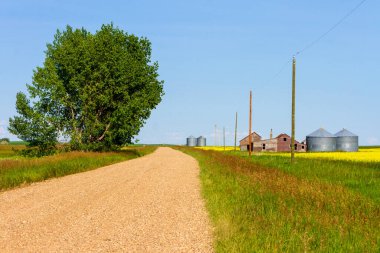 Kanada 'nın Alberta ve Saskatchewan eyaletlerindeki tarımsal ekipman depolama konteynırlarının açtığı tipik sarı kanola arazisi..