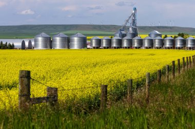 Kanada 'nın Alberta eyaletindeki Pincher Creek kasabasında tarımsal ekipman depolama konteynırlarının açtığı sarı kanola arazisi..