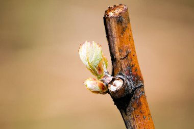Budbreak ya da Bud Break, üzüm asmaları yetiştirme döngüsünün bir parçasıdır ve kış sonrası uyku döneminin sona erdiğinin işaretidir. Şarap üzümlerinin yıllık büyümesi, asmanın yaşı ve sağlığıyla da belirlenen yıllık bir döngü izlemektedir.