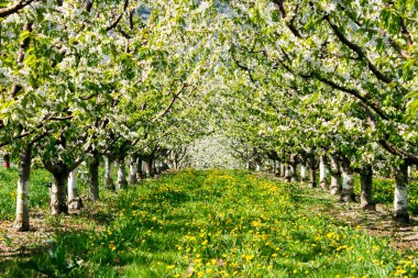 Penticton, British Columbia, Kanada yakınlarındaki Okanagan Vadisi 'ndeki organik kiraz bahçesinde kiraz ağaçları çiçek açıyor..