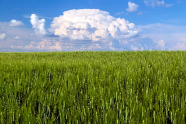 Paesaggio Prateria Canadese Campo Grano Saskatchewan Rurale Canada — Foto Stock