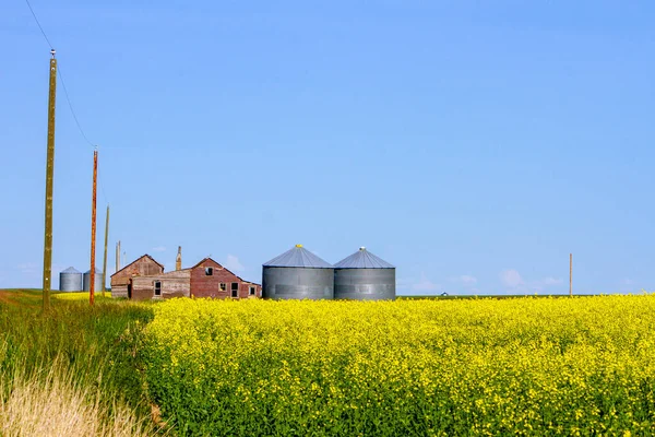 Typical Landscape Yellow Canola Field Bloom Agricultural Equipment Storage Containers — Stock Photo, Image