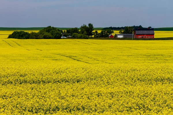 Alberta Canola Fält Jordbruk Canada — Stockfoto