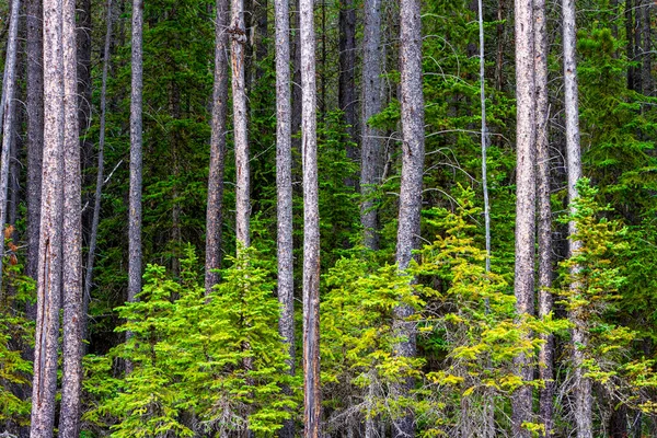 Bäume Einem Wald Cypress Hills Provincial Park Albera Kanada Auch — Stockfoto