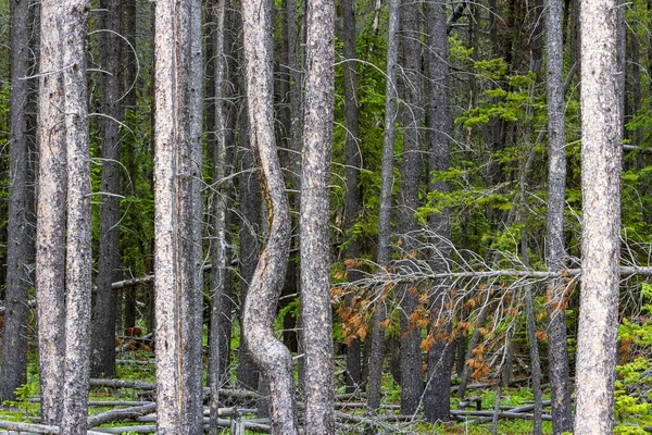 Bäume Einem Wald Cypress Hills Provincial Park Albera Kanada Auch — Stockfoto