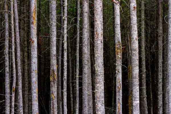 Pohon Pohon Hutan Yang Terletak Taman Provinsi Cypress Hills Albera — Stok Foto