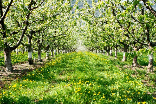 Fileiras Flores Cerejeira Pomar Cerejeira Orgânica Vale Okanagan Perto Penticton — Fotografia de Stock