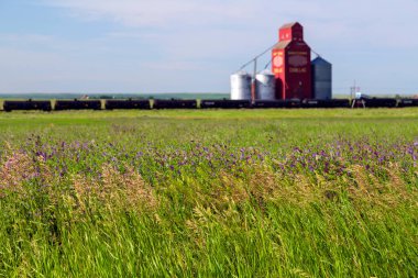 Cadillac, Saskatchewan, Kanada - 8 Temmuz 2019: Kanada 'nın Saskatchewan, Kanada' daki Cadillac kasabasındaki yonca tarlası manzarası ve eski ahşap tahıl asansörü.