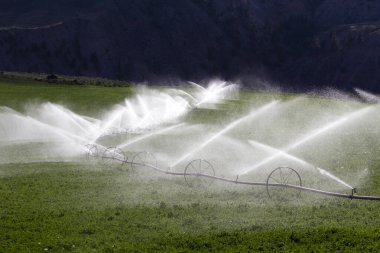 Kanada, British Columbia 'da bir yonca tarlasını sulayan zirai sulama çarkı..